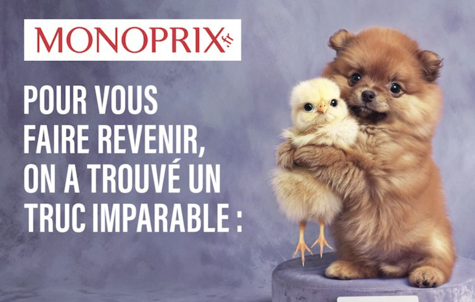 Chiot, chaton, poussin… Comment les animaux tout mignons sont devenus des stars de la pub