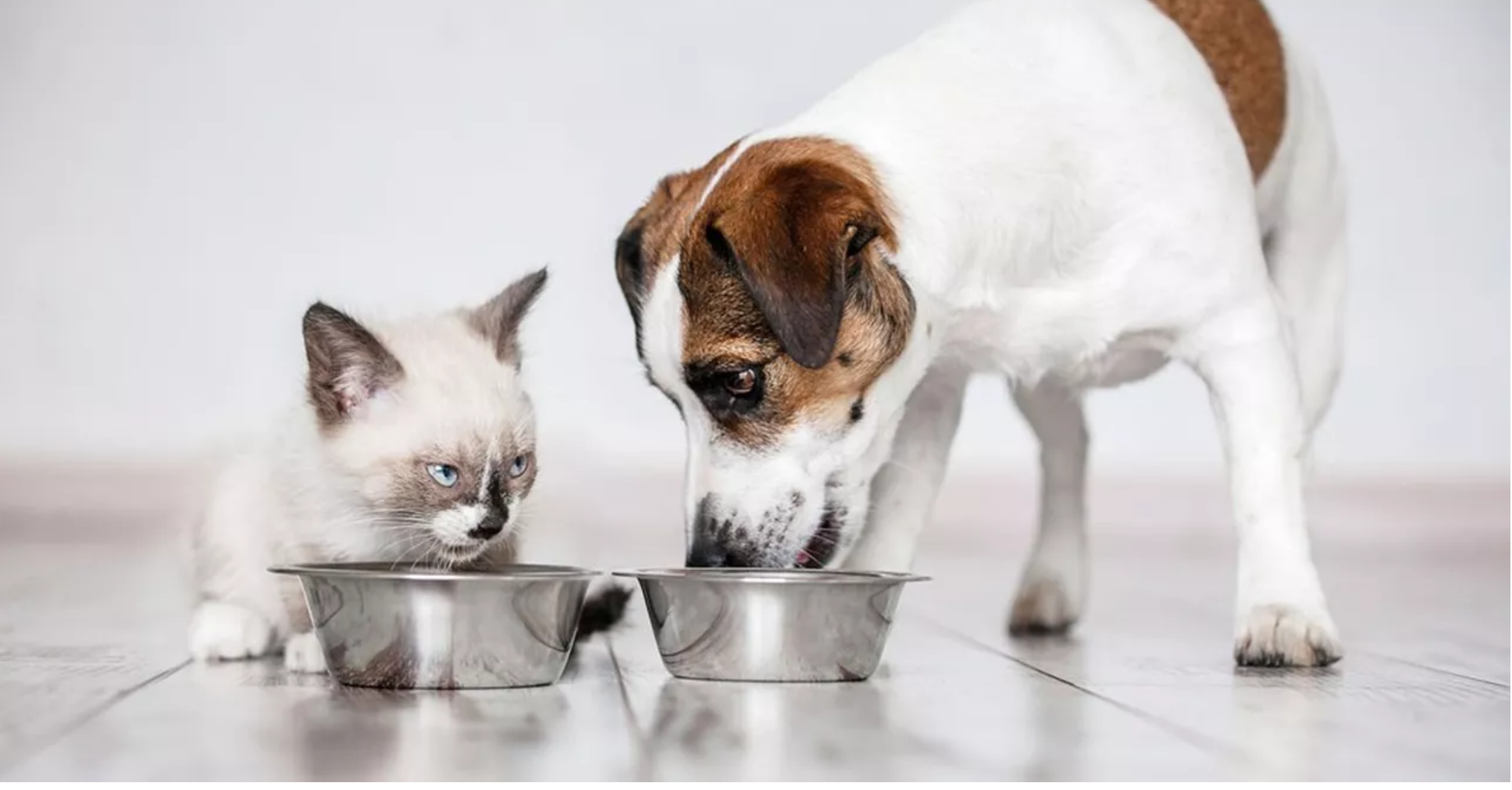 Petfood : pourquoi chiens et chats deviennent un laboratoire des mutations alimentaires