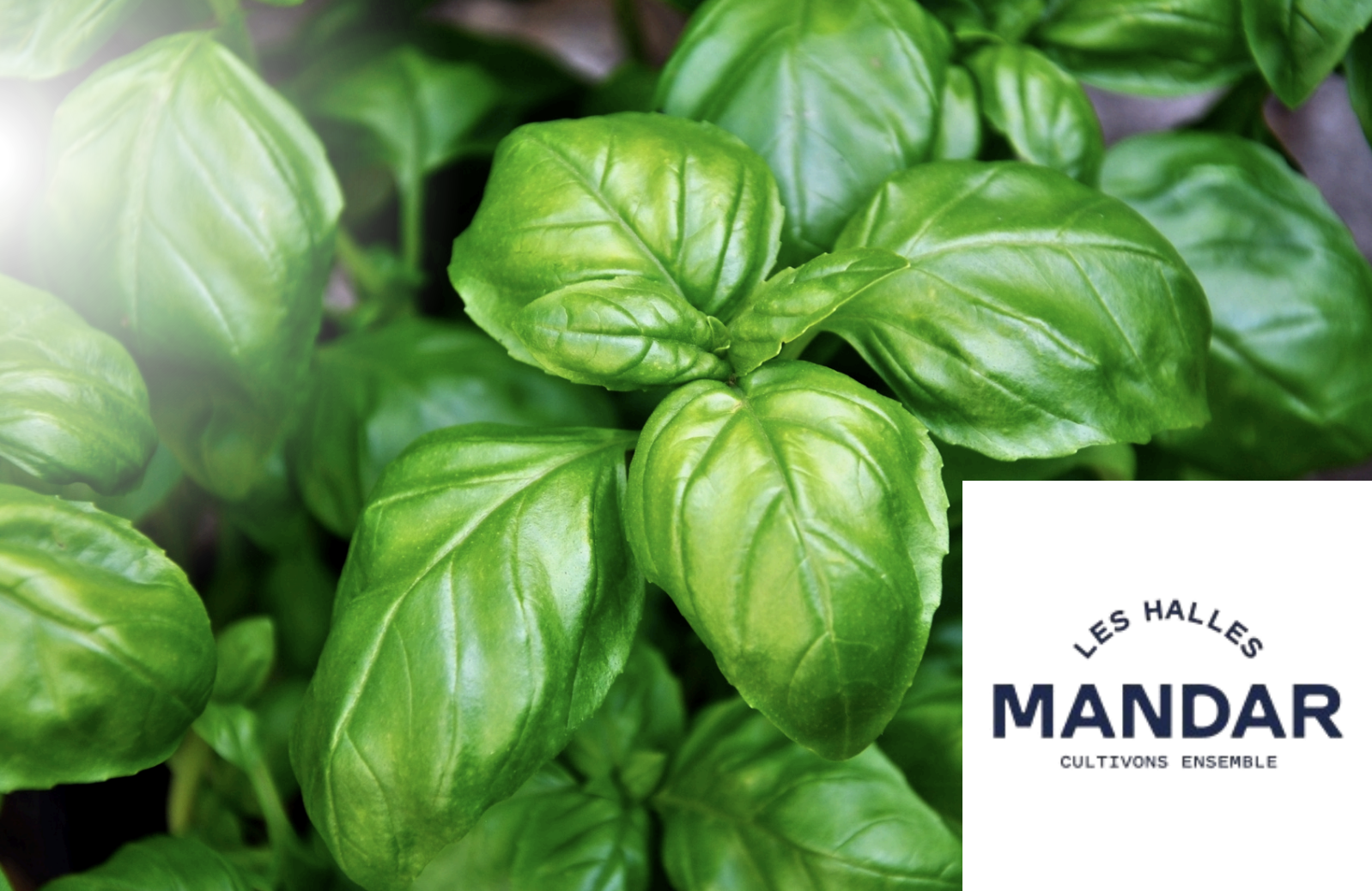 Quand une herbe aromatique devient un symbole de souveraineté alimentaire