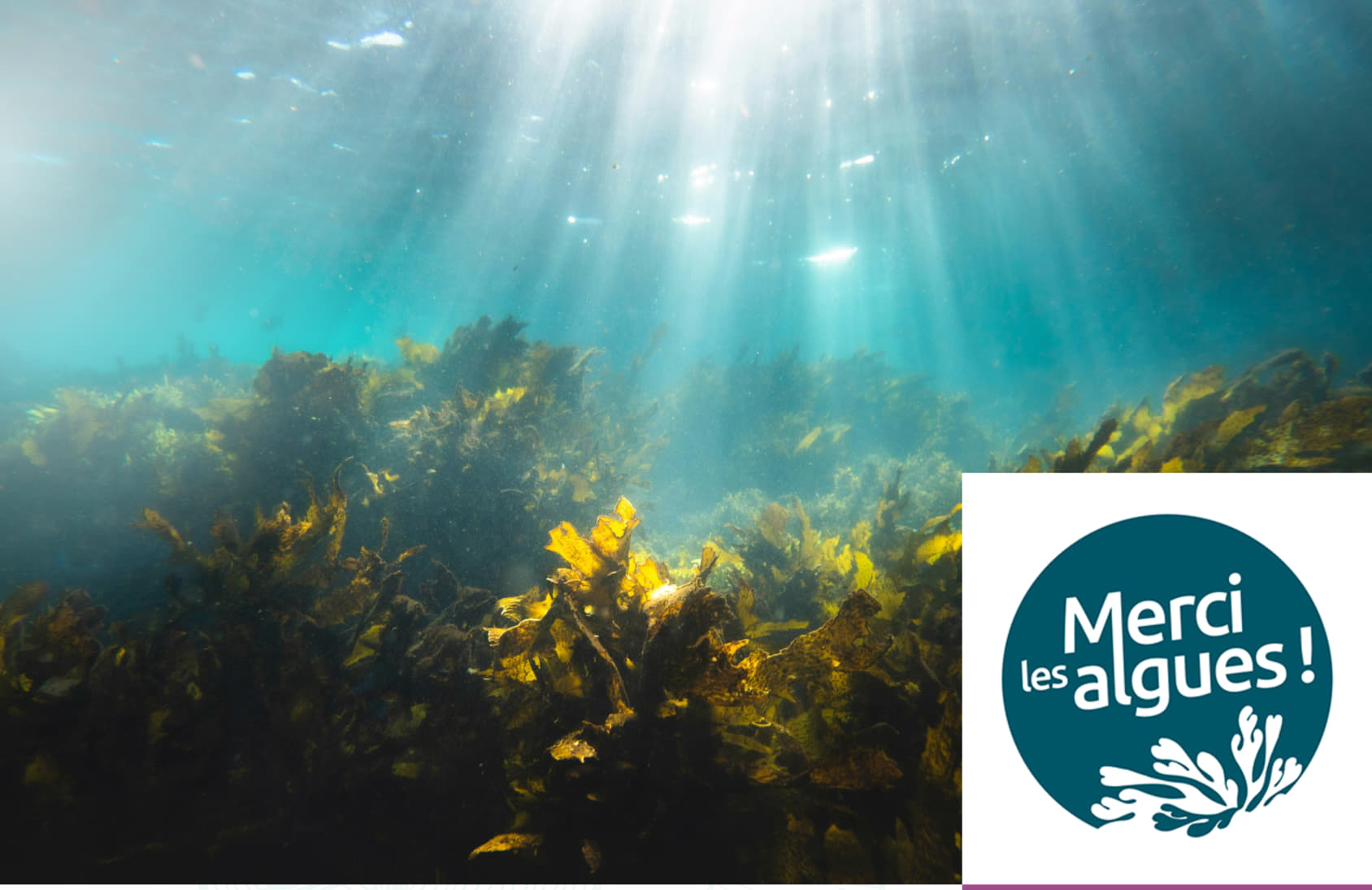 Les algues, d'un potentiel reconnu à une norme en devenir